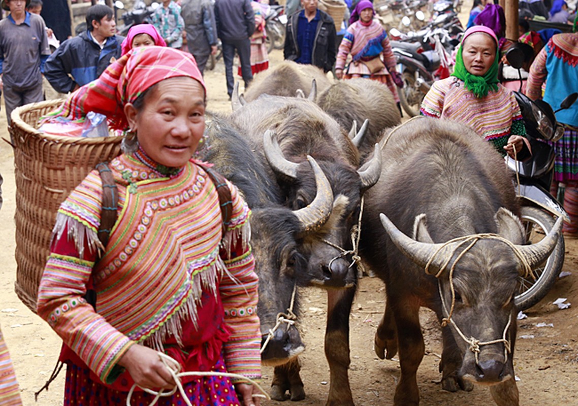 Can Cau - cho trau, chim canh lon nhat Tay Bac-Hinh-3