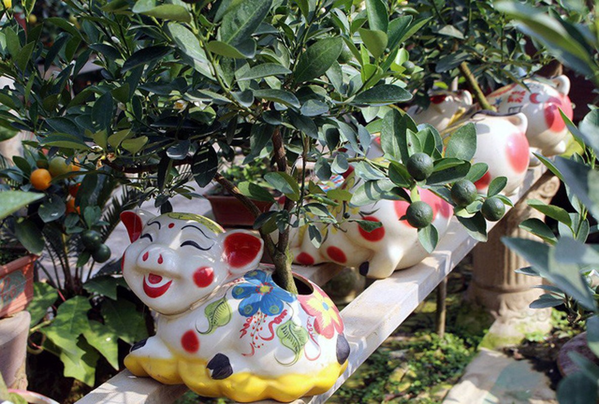 Heo vang 5 trieu dong cong quat bonsai chao tet Ky Hoi 2019-Hinh-3