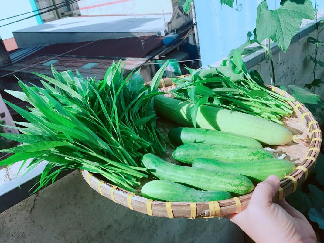 Vuon rau trong trong thung go xanh muot tren san thuong cua gia dinh Sai Gon-Hinh-9