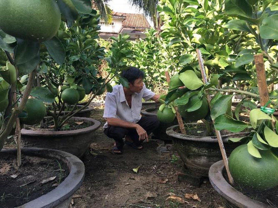 Cham buoi canh cang tron, chi chit sat dat de phuc vu 