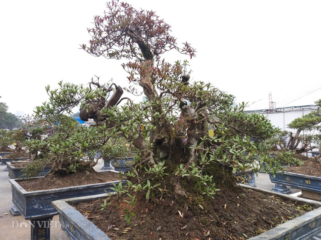 Do quyen bonsai 