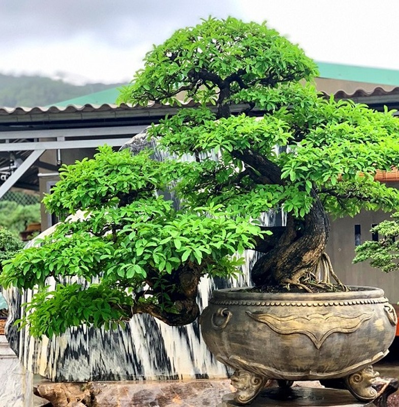 Bonsai co thu dang cuc la gia ca tram trieu ngong 