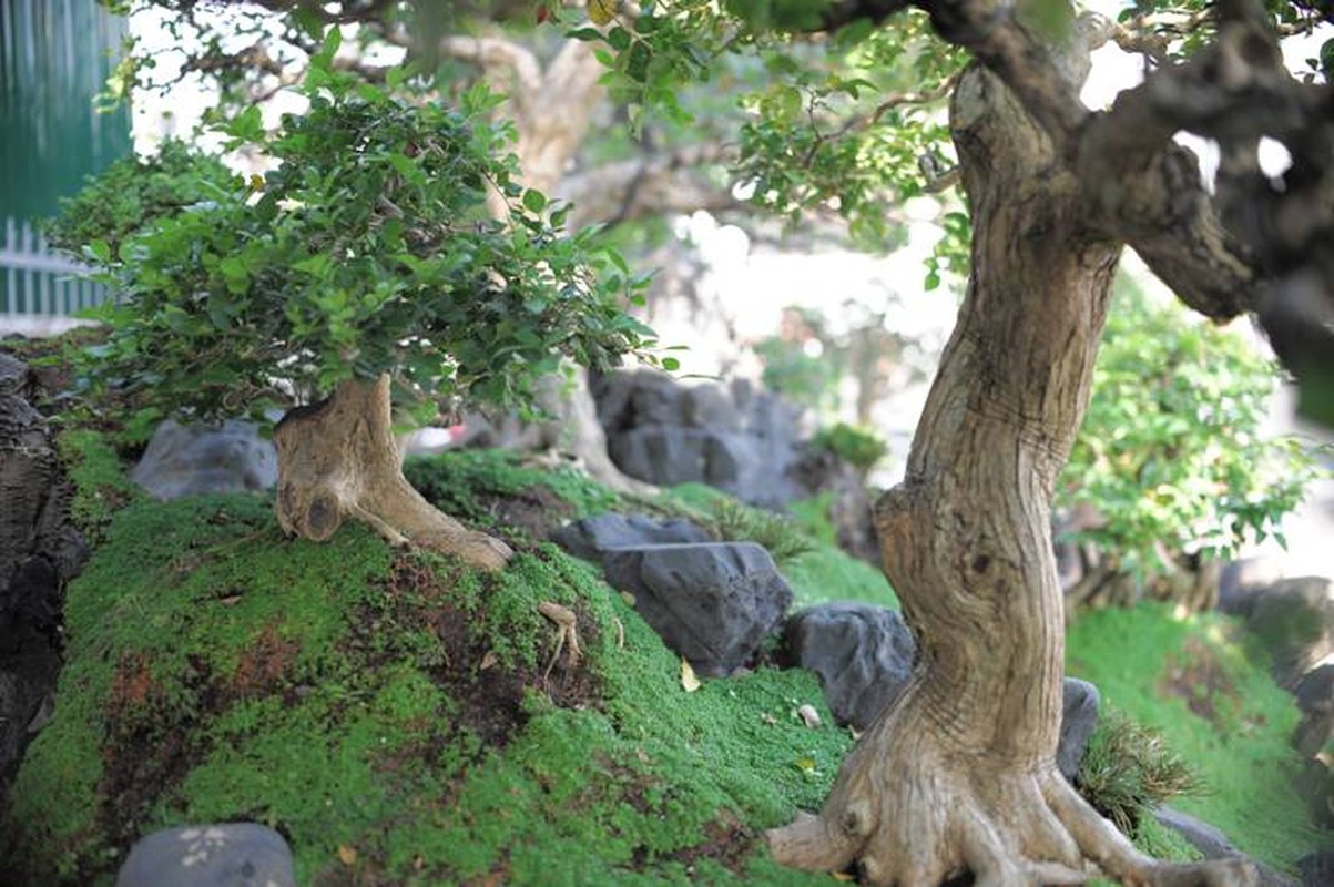 Ngam tuyet pham bonsai mai vang gan voi nguyet que gia tien ty-Hinh-7