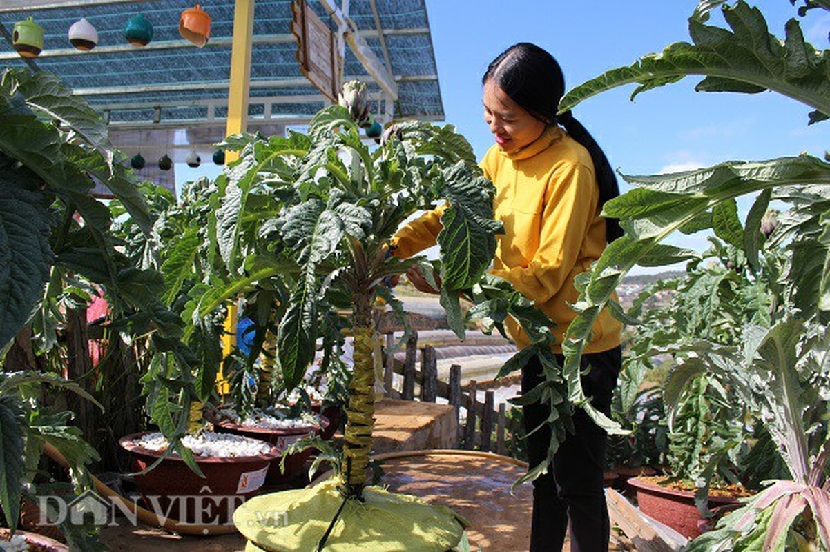 Dua atiso len chau thanh bonsai tien trieu chung Tet