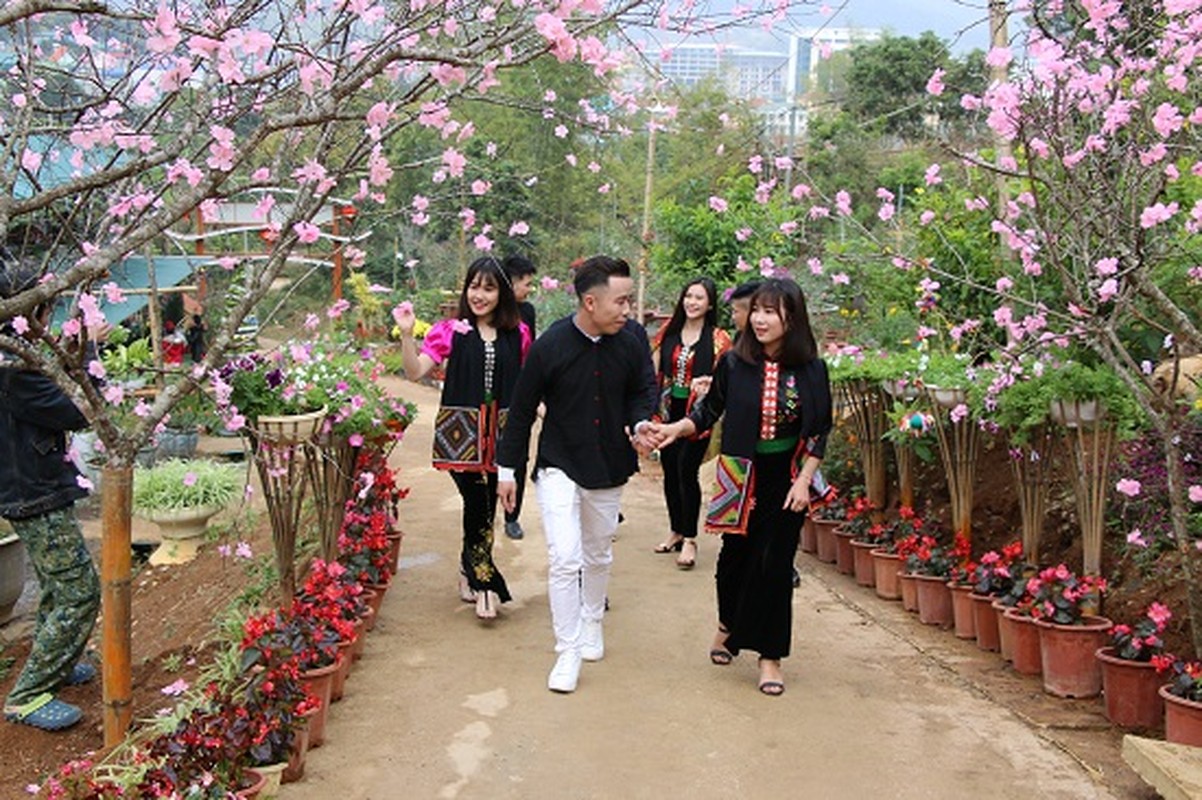Me mai ngam nhung vuon hoa Tet dep lung linh giua long pho nui-Hinh-4