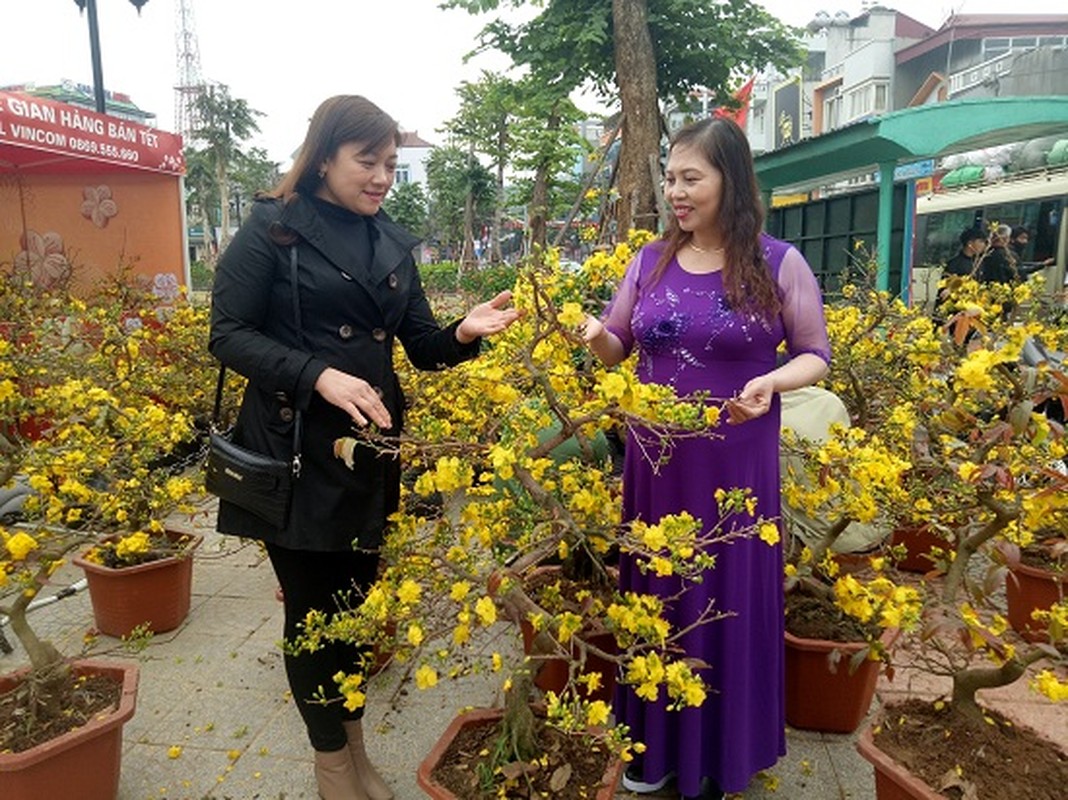 Me mai ngam nhung vuon hoa Tet dep lung linh giua long pho nui-Hinh-7