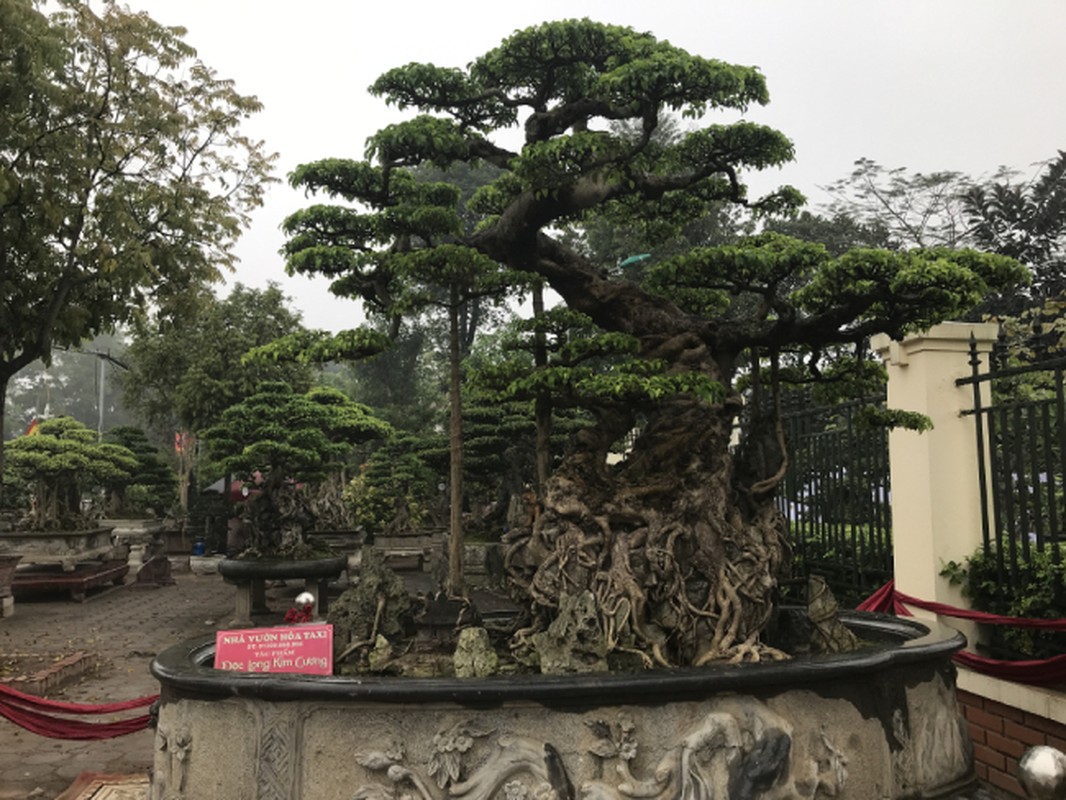 Chiem nguong cay sanh hang tram tuoi co gia trieu do o Hung Yen