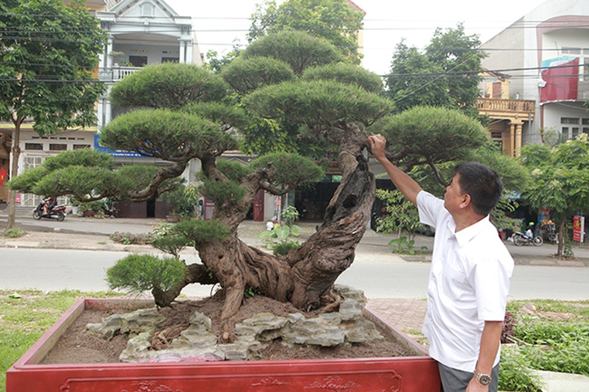 Vuon cay nghe thuat di san 300 ty doc nhat vo nhi tai Viet Nam-Hinh-9