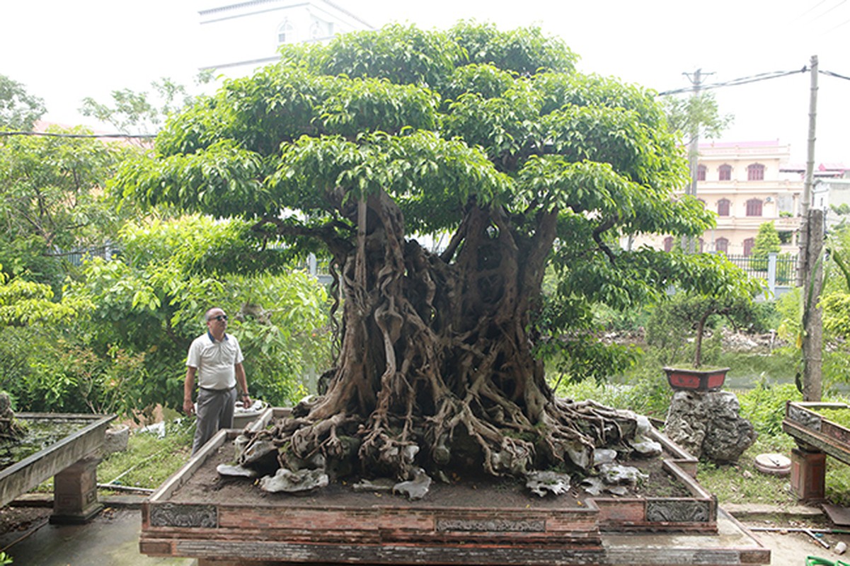 Sanh co khung, khach tra 100 cay vang chu nhan van lac dau-Hinh-9