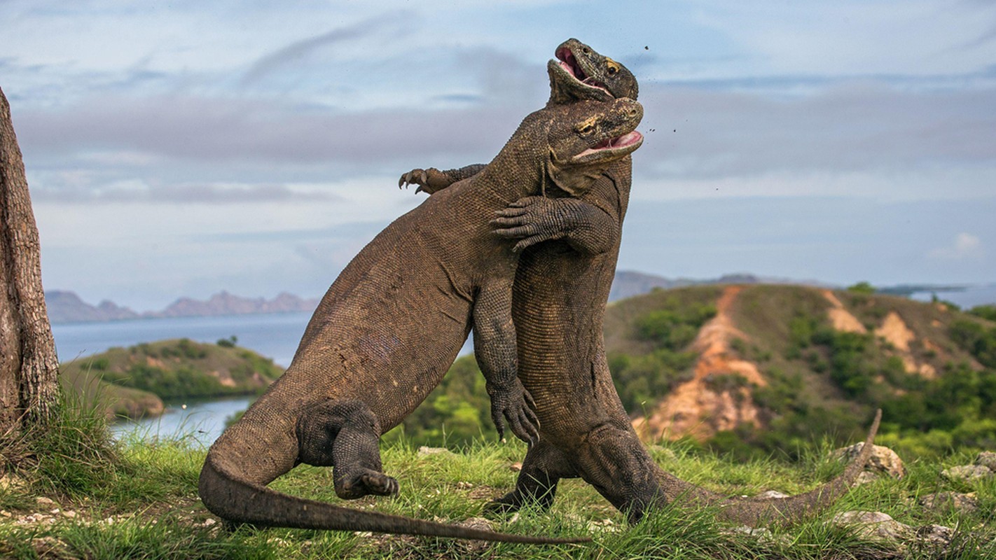 Nguoi dan dao lo so phai roi di de nhuong cho cho rong Komodo-Hinh-8