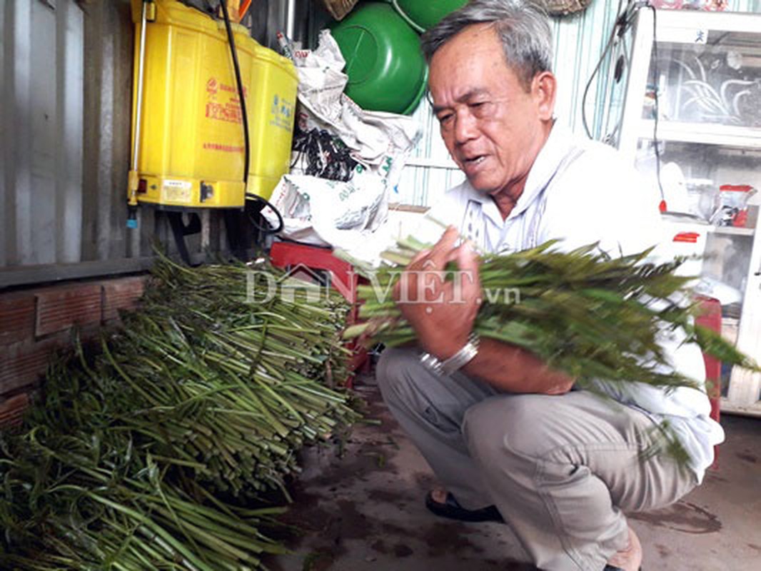 Rau dai chong doi ngay xua gio thanh tien trieu moi ngay-Hinh-3