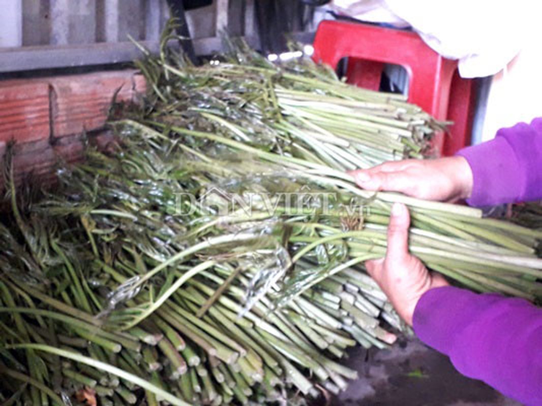 Rau dai chong doi ngay xua gio thanh tien trieu moi ngay-Hinh-4