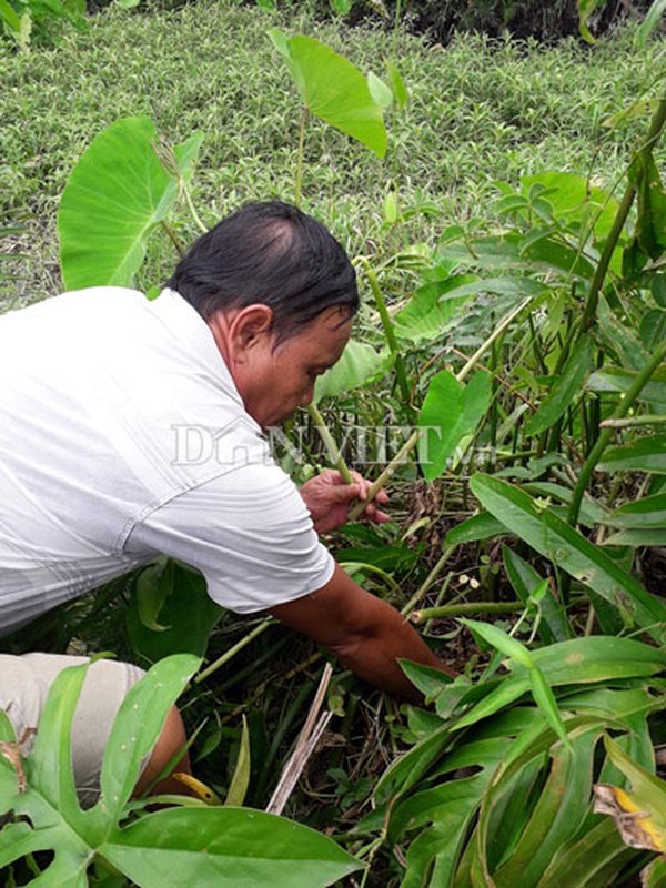 Rau dai chong doi ngay xua gio thanh tien trieu moi ngay-Hinh-5