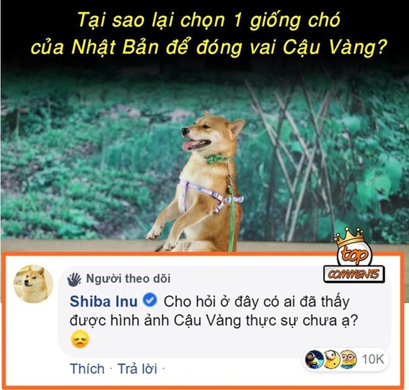 Anh che 'tam tu cua cau Vang' khi bi 'bien thanh' giong Shiba Inu-Hinh-4