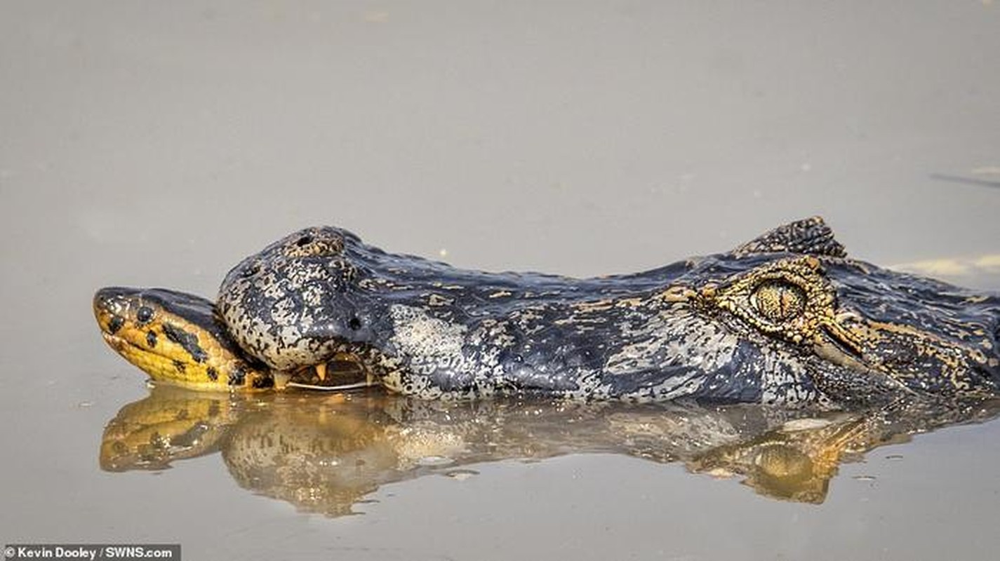 Tran khong lo siet ca sau caiman 'thua song thieu chet'-Hinh-3