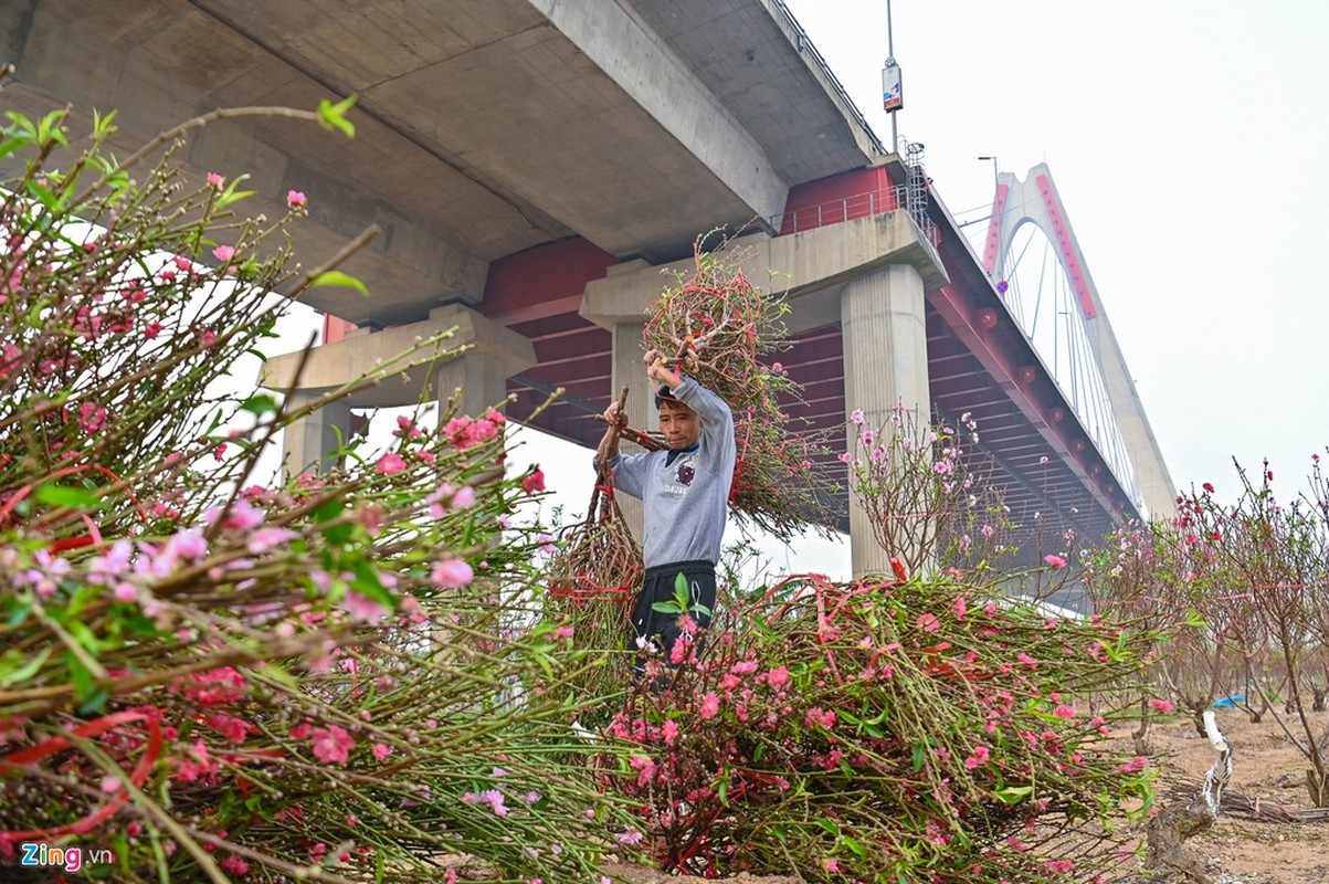 Vuon dao ngap sac hong, nong dan thap thom lo mat Tet-Hinh-5