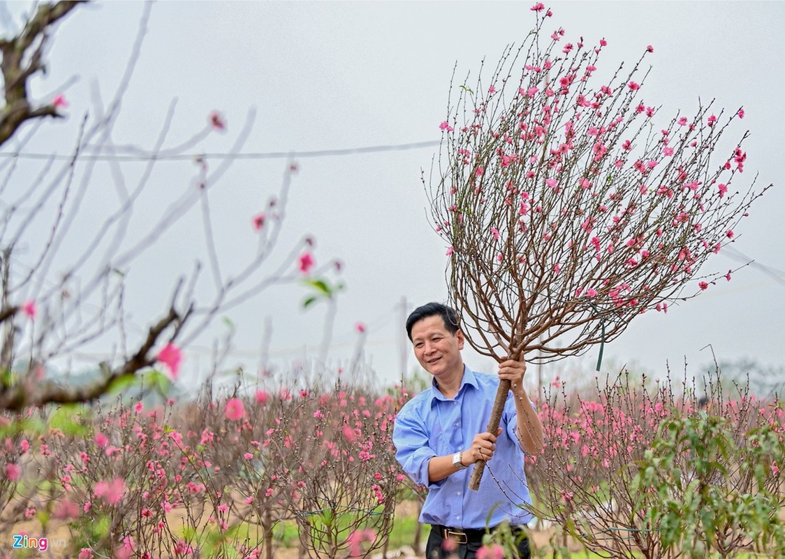 Vuon dao ngap sac hong, nong dan thap thom lo mat Tet-Hinh-8