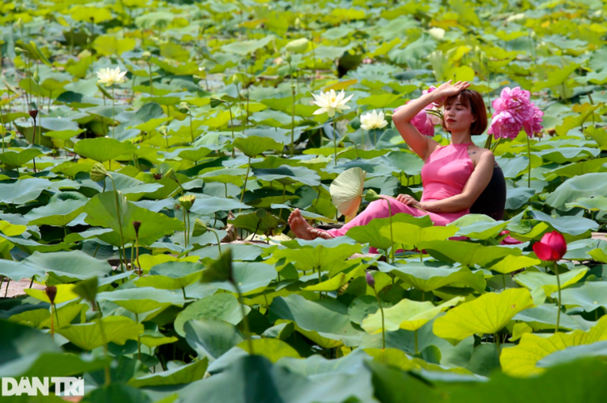 Dam hoa sen trang tinh khoi o Ha Noi dua sac cung ve dep thieu nu-Hinh-10