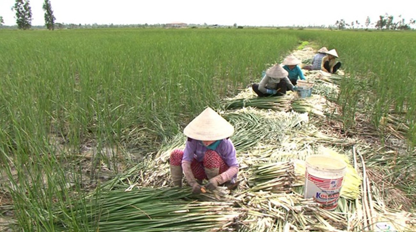 Cay dai o VN, truoc nho bo nay dan hai ban kiem tien trieu/ngay-Hinh-4