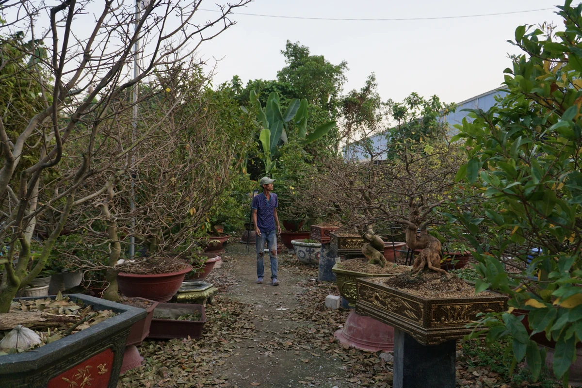 Suc mua yeu, chu vuon khong du tien thue nguoi lat la mai Tet-Hinh-14