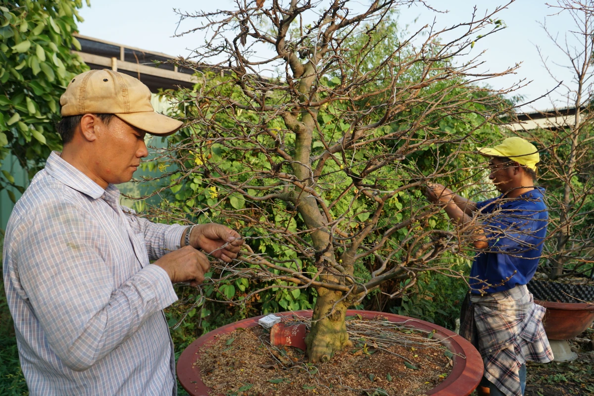 Suc mua yeu, chu vuon khong du tien thue nguoi lat la mai Tet-Hinh-2