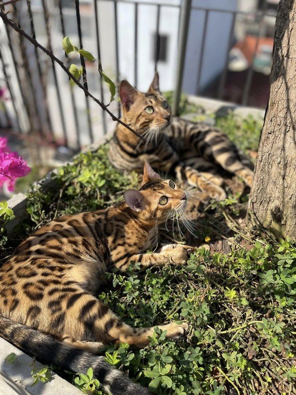 Instructions for using Bengal cat breeds in Trong Tan, Dan Truong-Hinh-10