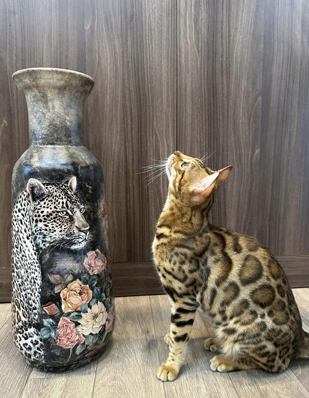 Instructions for using Bengal cat breeds of Trong Tan, Dan Truong-Hinh-11
