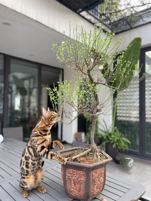 Instructions for using Bengal cat breeds in Tan, Dan Truong-Hinh-12