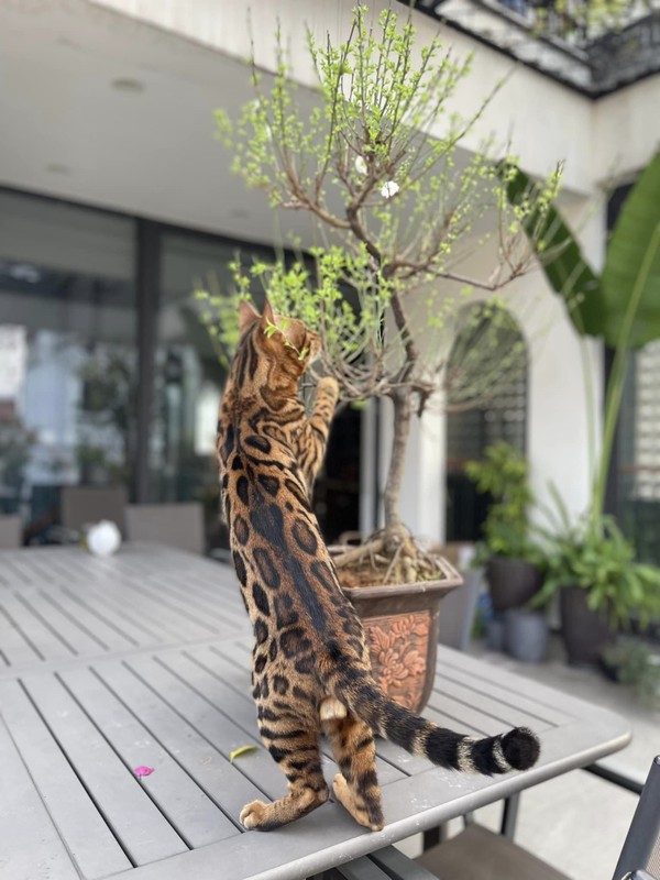 Instructions for using Bengal cat breeds of Trong Tan, Dan Truong-Hinh-13