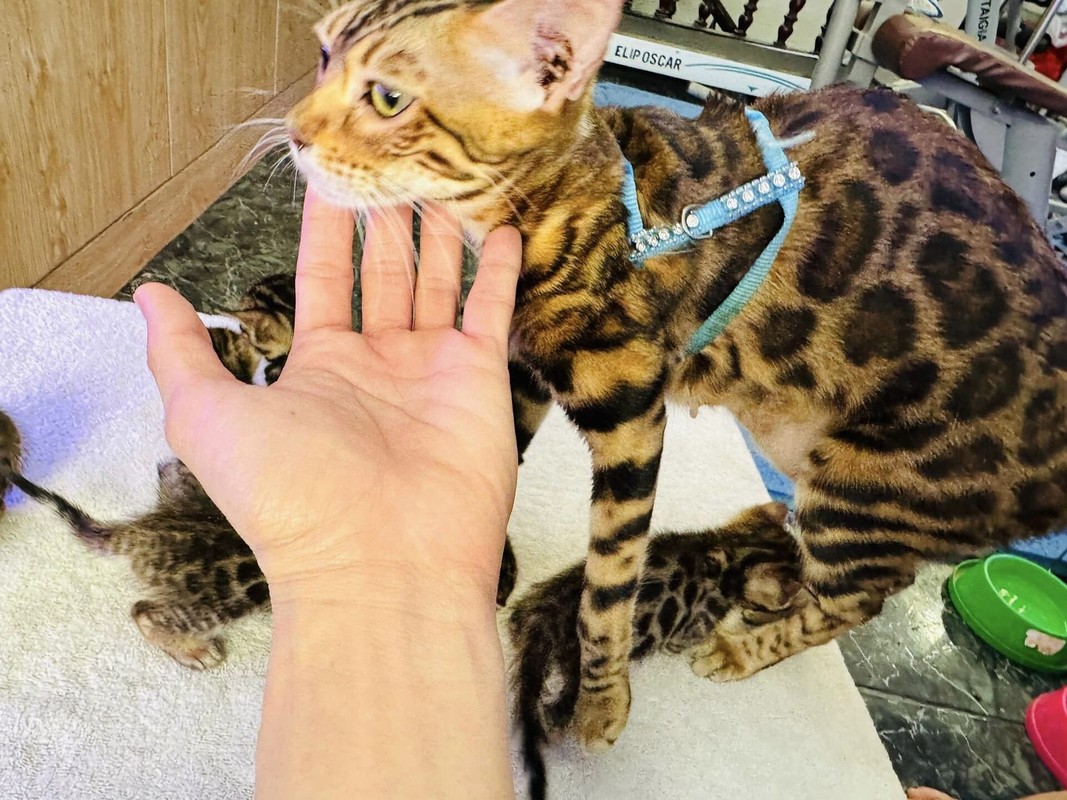 Instructions for using Bengal cat breeds of Trong Tan, Dan Truong-Hinh-2