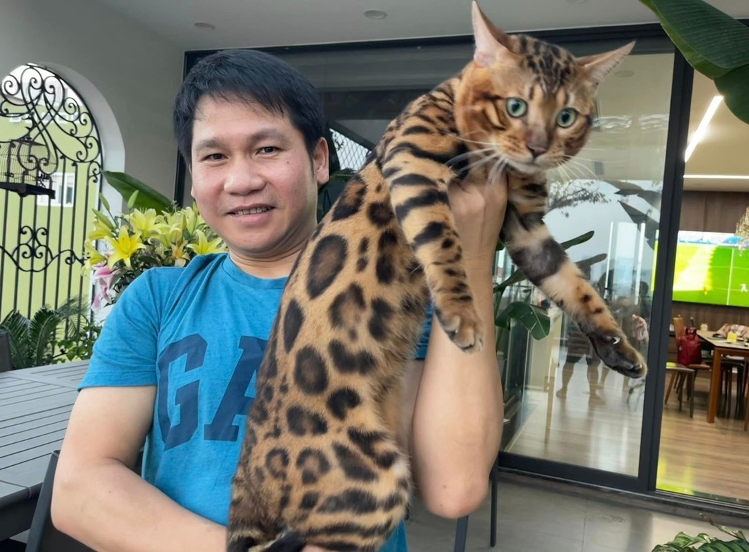Instructions for using Bengal cat breeds of Trong Tan, Dan Truong-Hinh-4