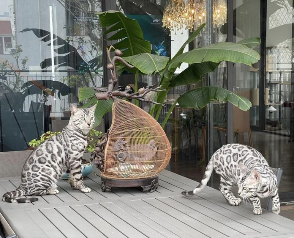 Instructions for using Bengal cat breeds of Trong Tan, Dan Truong-Hinh-7