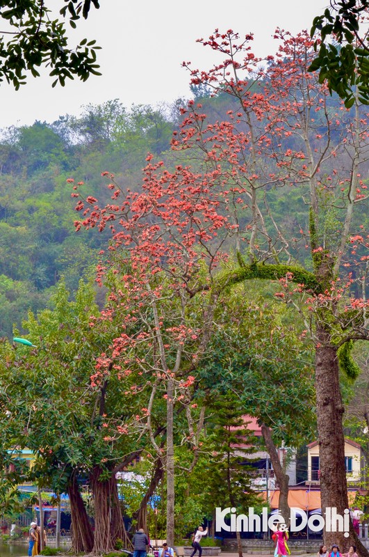 View - 	Hoa gạo đỏ rực góc sân chùa Thầy