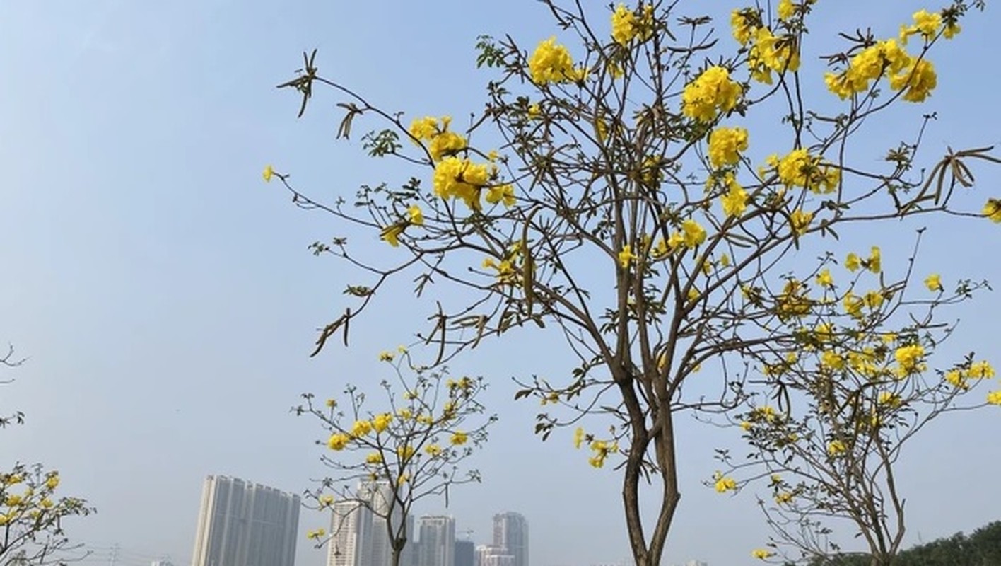 Hoa phong linh no bung vang ruc goc troi Ha Noi-Hinh-2