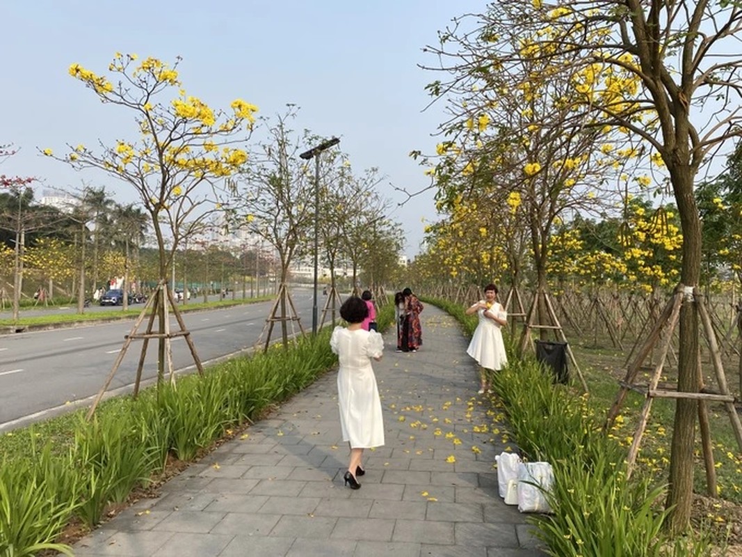 Hoa phong linh no bung vang ruc goc troi Ha Noi-Hinh-5