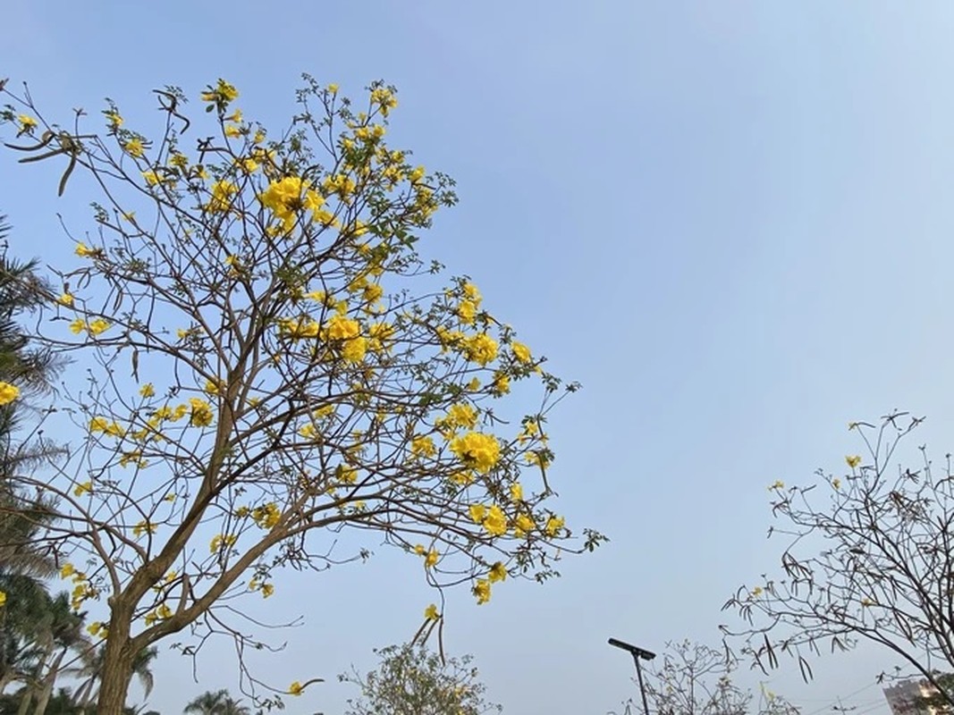 Hoa phong linh no bung vang ruc goc troi Ha Noi-Hinh-6