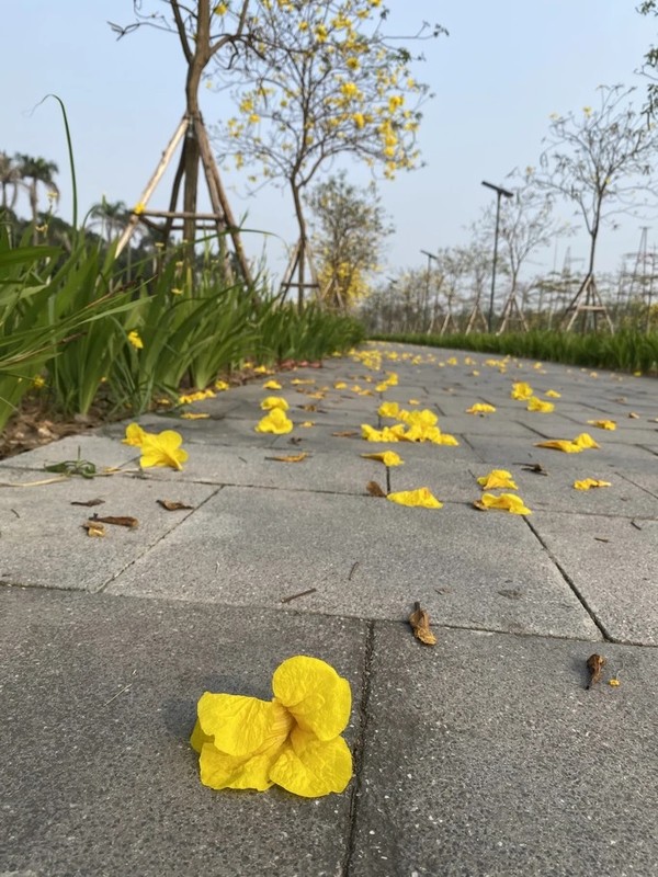 Hoa phong linh no bung vang ruc goc troi Ha Noi-Hinh-7