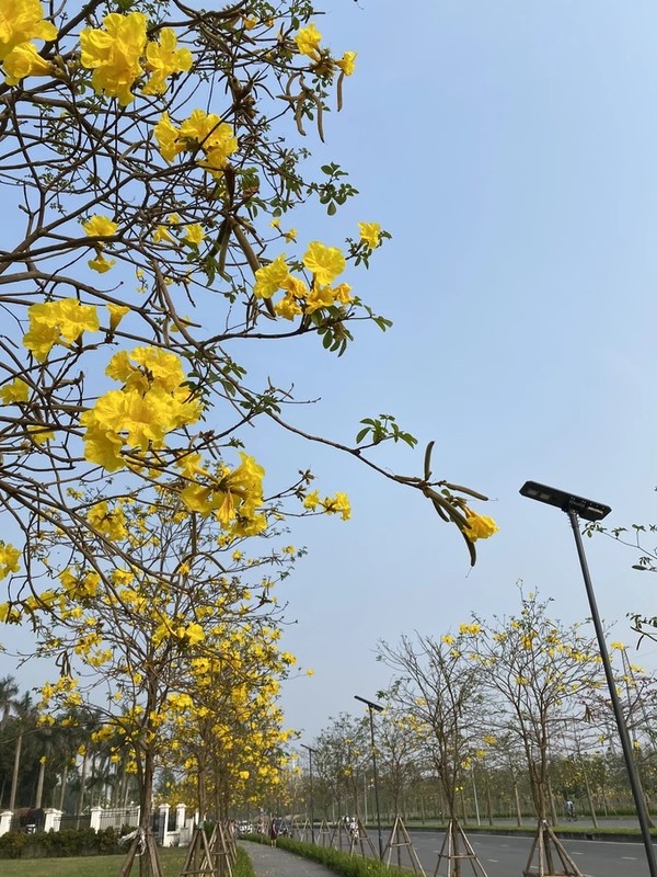 Hoa phong linh no bung vang ruc goc troi Ha Noi-Hinh-8