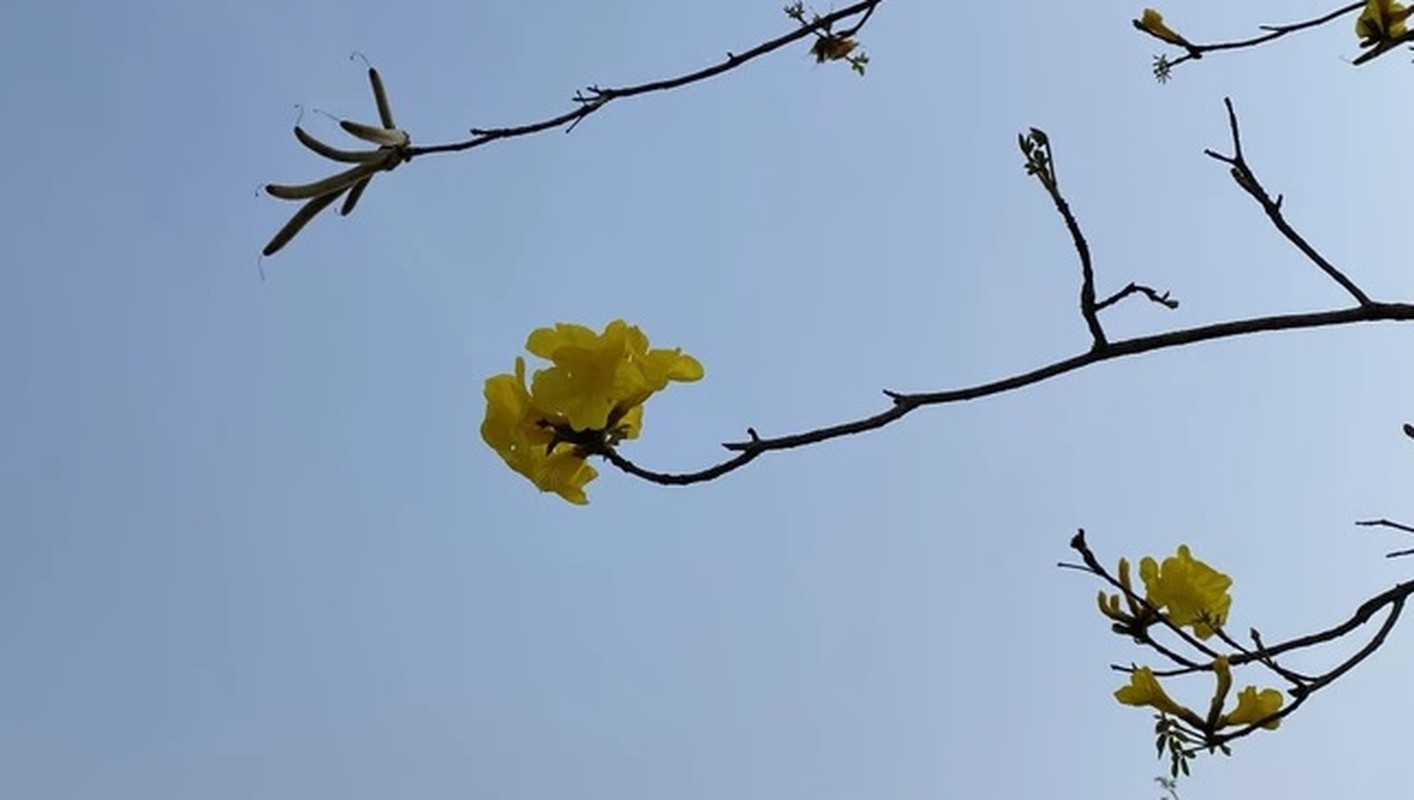 Hoa phong linh no bung vang ruc goc troi Ha Noi