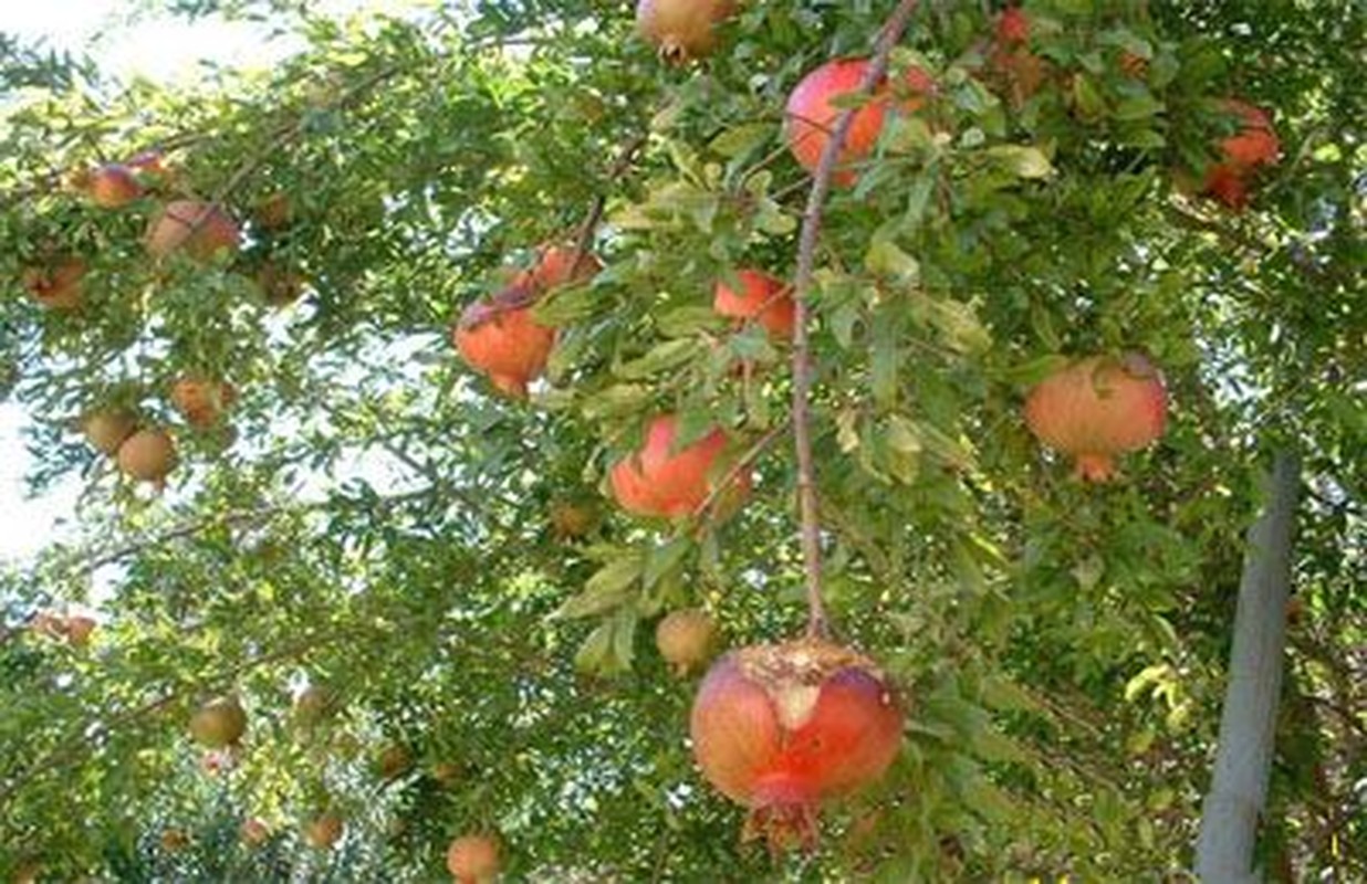 View - 	6 cây ăn quả được người thông minh trồng nhiều trong vườn