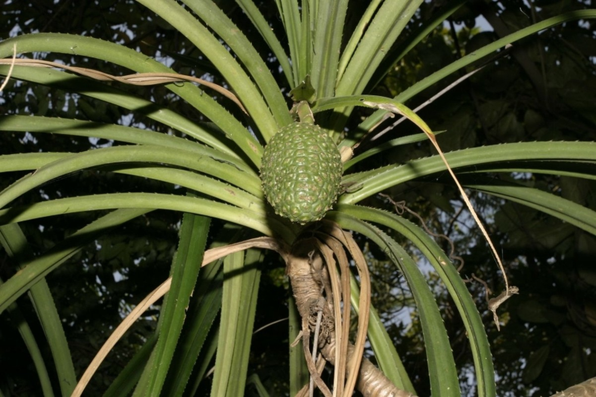 Loai cay ky la chi dam choi tren vung dat co chua kim cuong-Hinh-11