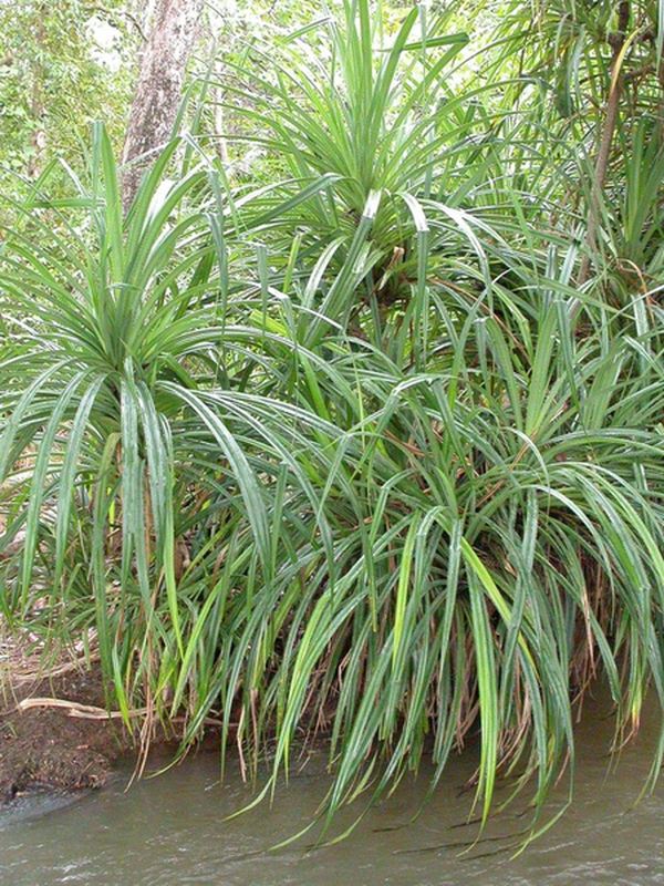 Loai cay ky la chi dam choi tren vung dat co chua kim cuong-Hinh-8