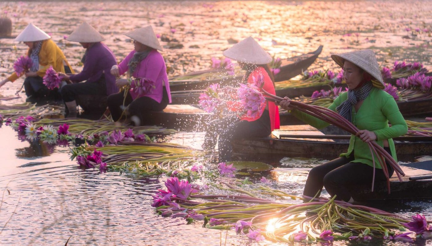 View - 	Ảnh đẹp mùa thu hoạch bông súng ở Mộc Hóa Long An