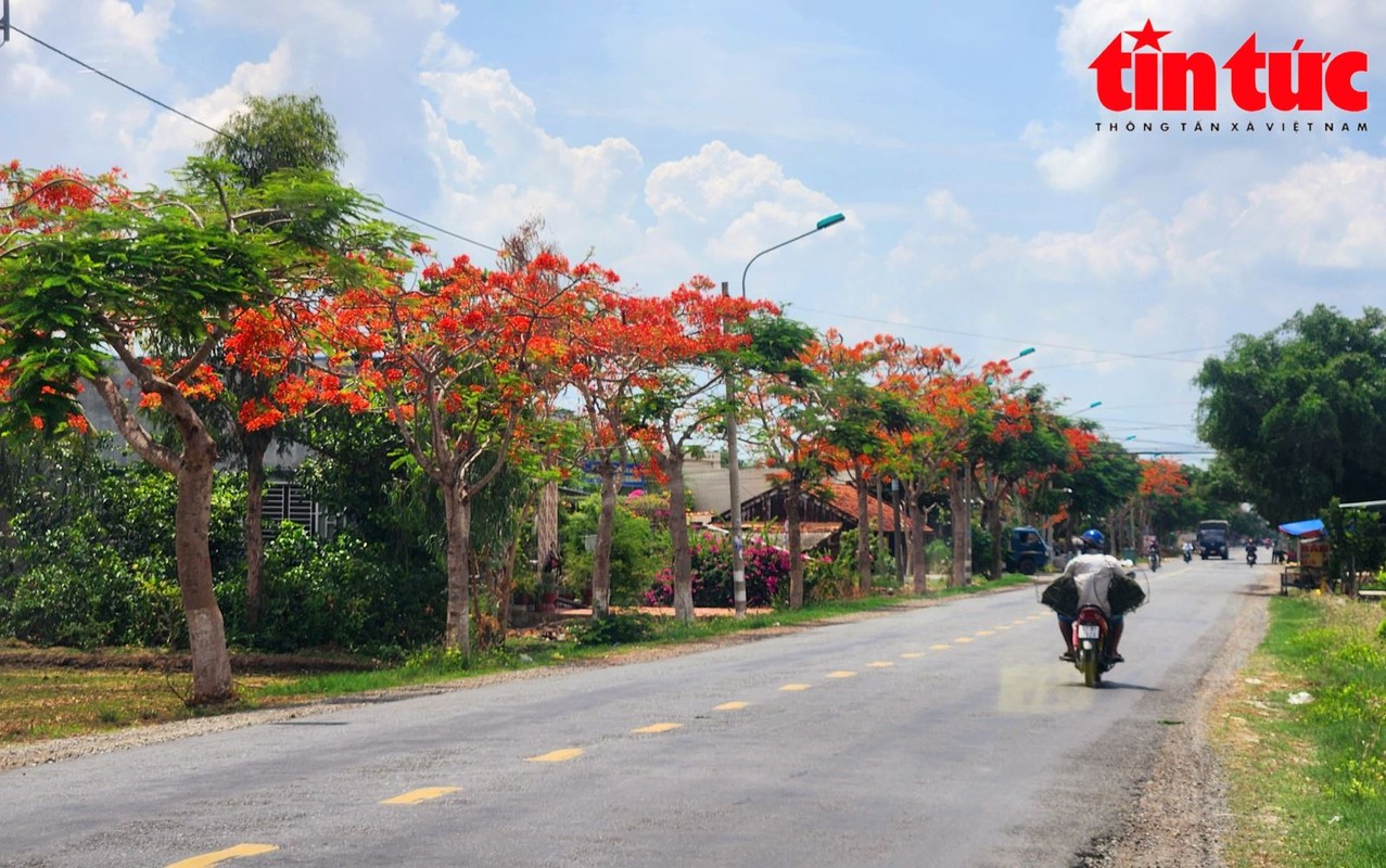 View - 	Xao xuyến ngắm con đường hoa phượng đỏ dài 10km ở miền Tây