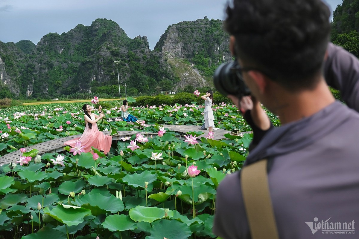 View - 	Đầm sen Ninh Bình nở rộ tuyệt đẹp trăm người đổ về chụp ảnh