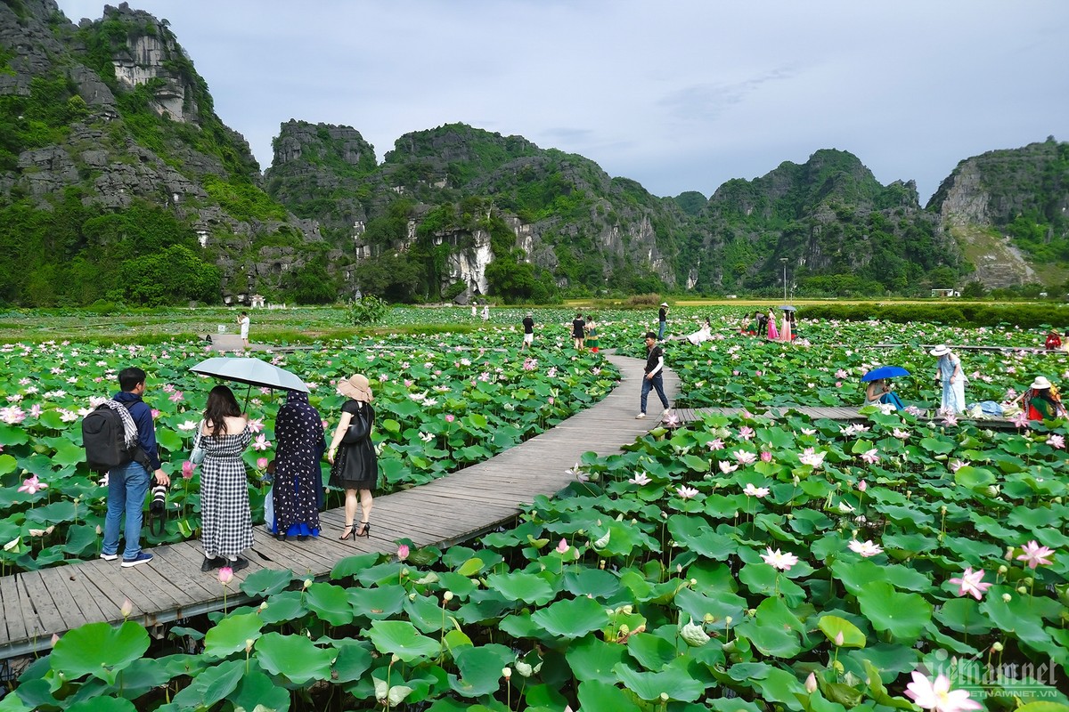 View - 	Đầm sen Ninh Bình nở rộ tuyệt đẹp trăm người đổ về chụp ảnh