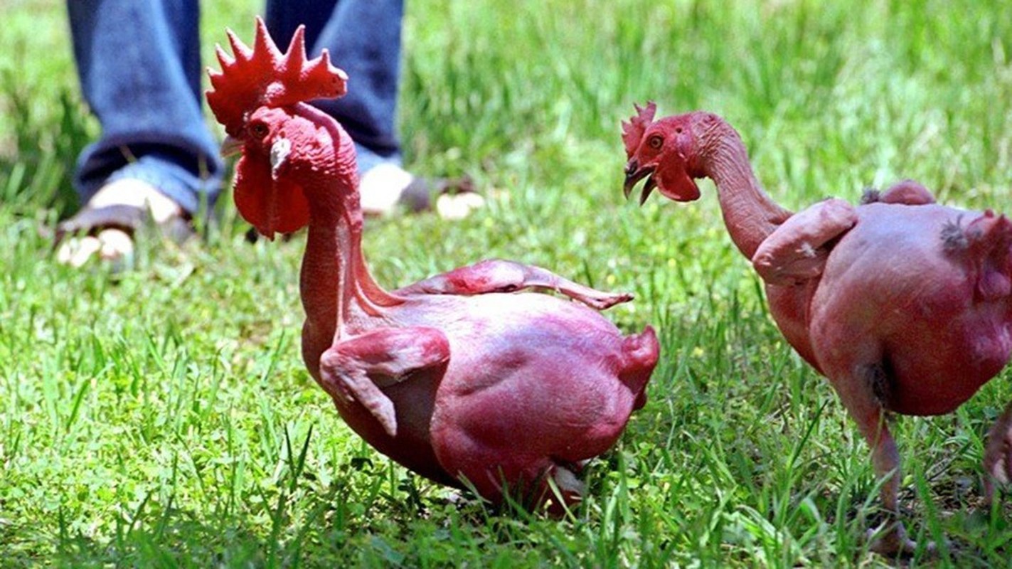 A type of chicken without feathers, only found in Israel-Picture 6