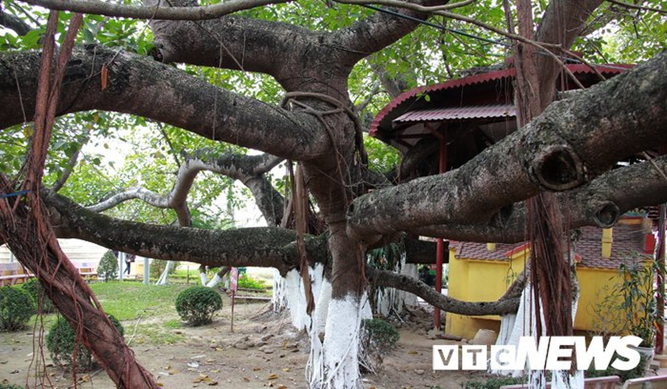 Chiem nguong cay da 13 goc doc nhat vo nhi o Hai Phong-Hinh-3