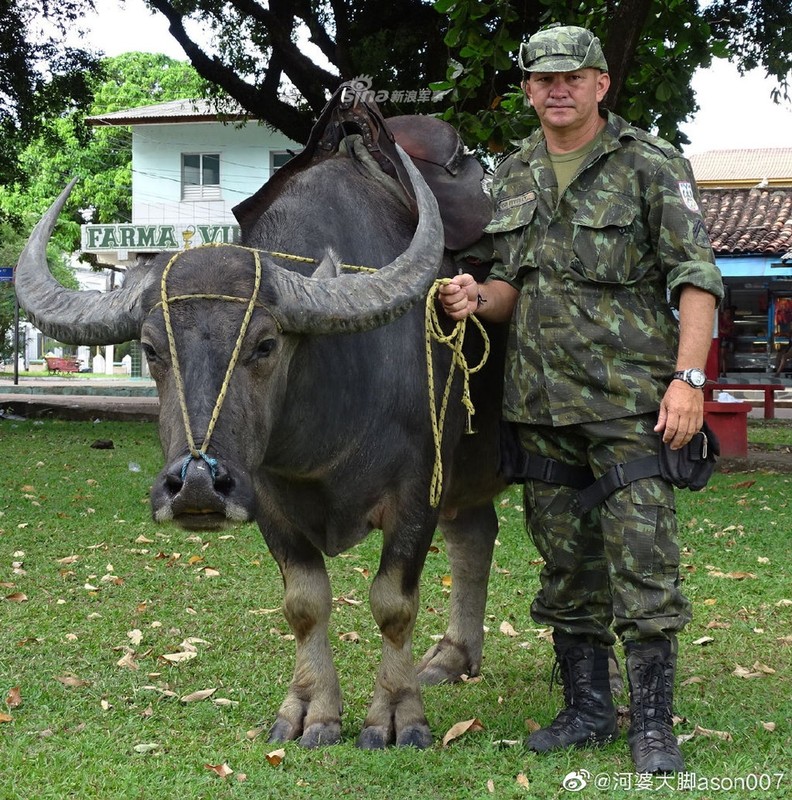 Choang: Canh sat Brazil... cuoi trau di tuan giua pho-Hinh-5