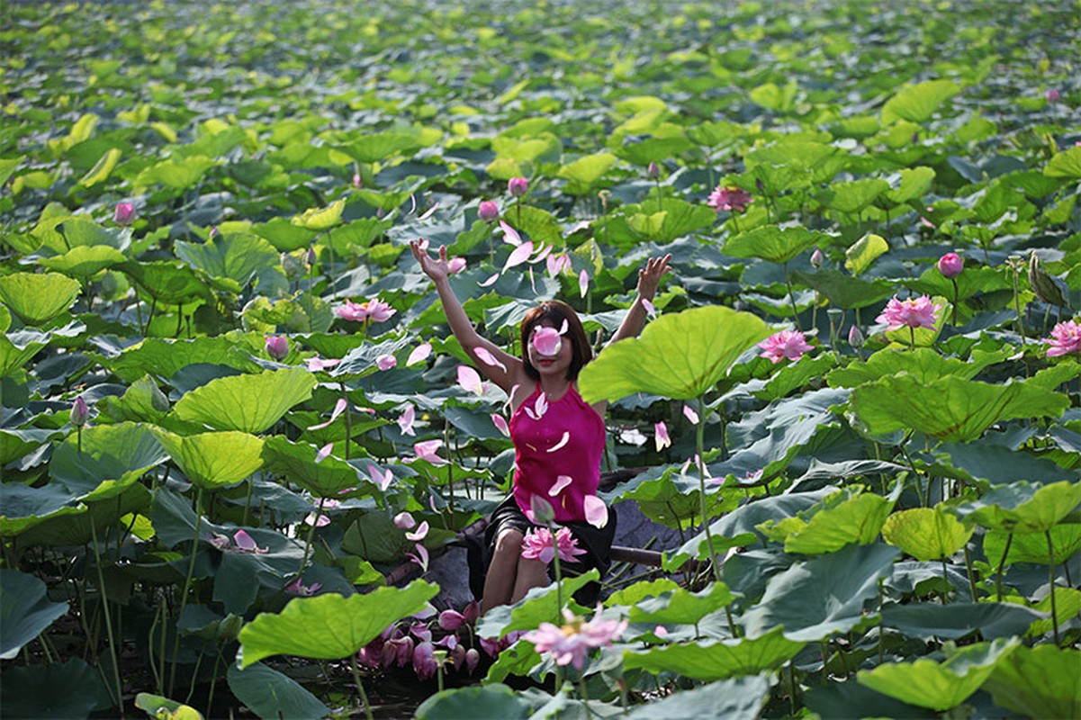 Nang chay da, U bao nhieu dam minh duoi dam sen tao dang?-Hinh-7